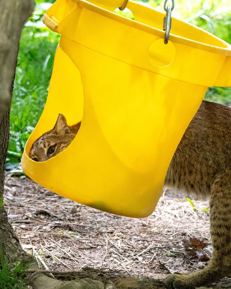 Bird Feeding Areas Attract Potential Prey