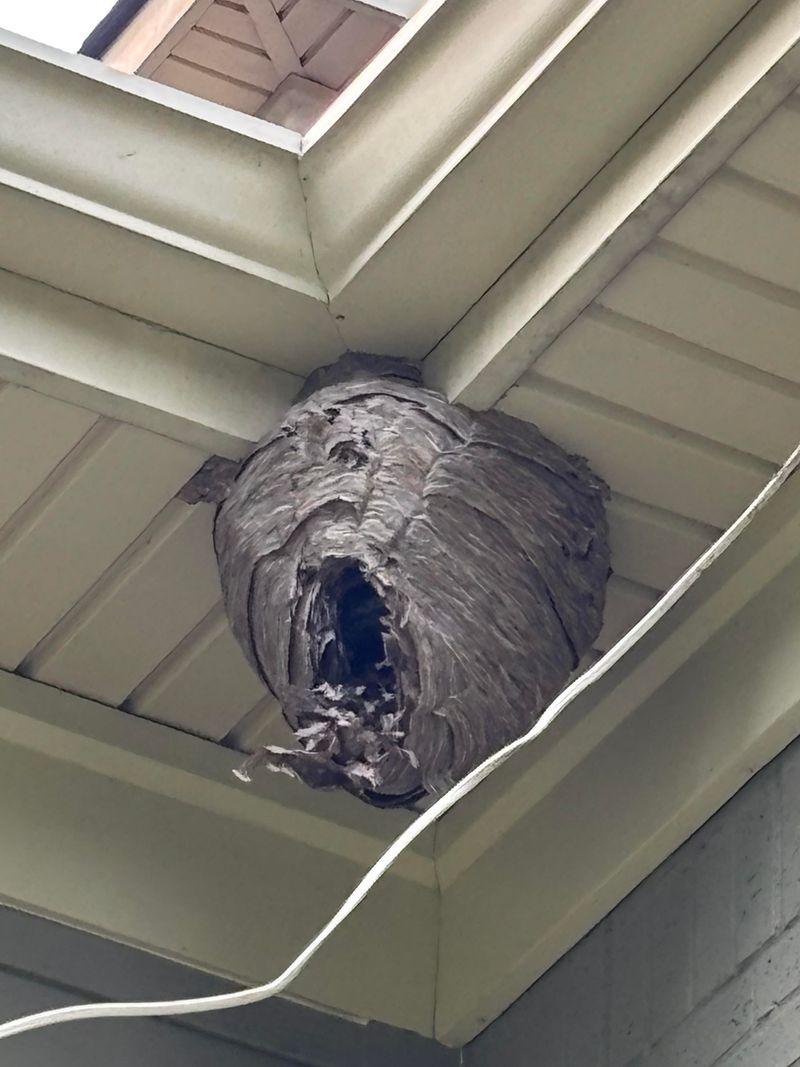 Bird Nests Can Hide Combustible Material Under Eaves Bird Nests Can Hide Combustible Material Under Eaves