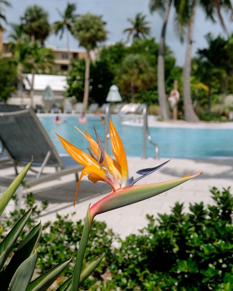 Bird Of Paradise Brings A Resort Feel Without Much Fuss Bird Of Paradise Brings A Resort Feel Without Much Fuss