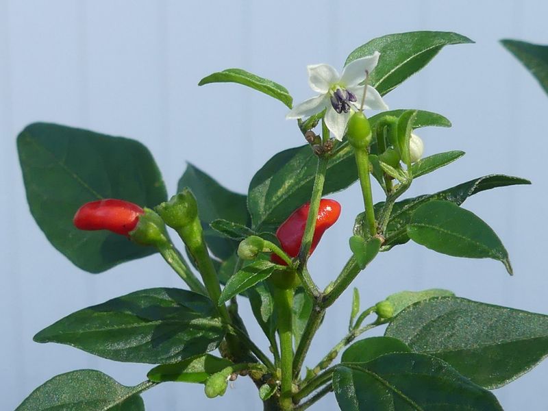 Bird Pepper Brings Summer Heat With Tiny Native Chiles Bird Pepper Brings Summer Heat With Tiny Native Chiles