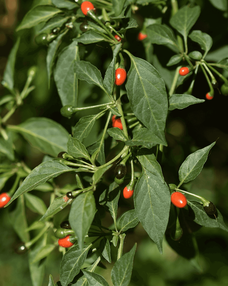 Bird Pepper Brings Tiny Native Chiles With Big Heat Bird Pepper Brings Tiny Native Chiles With Big Heat