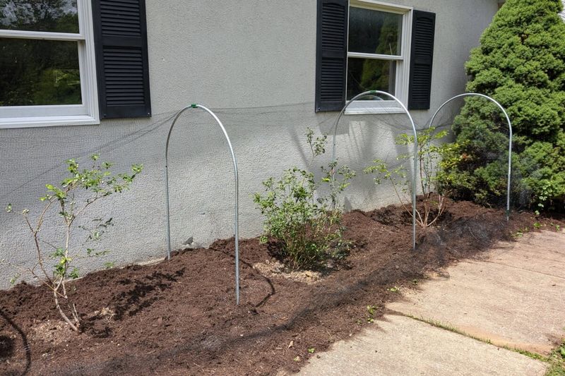 Bird Protection As Berries Start Coloring
