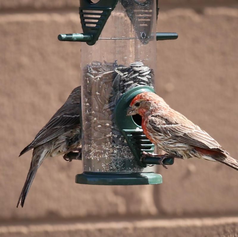 Bird Seed Spilled Beneath Feeders Bird Seed Spilled Beneath Feeders