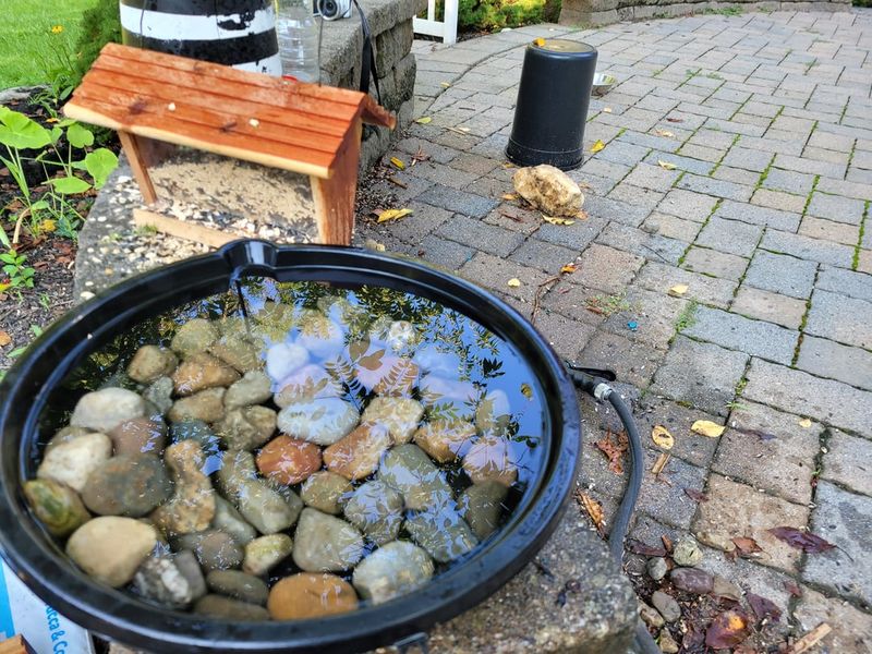 Birdbaths With Still Water That Needs Refreshing Birdbaths With Still Water That Needs Refreshing