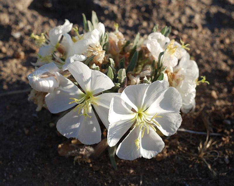 Birdcage Evening Primrose Thrives In Dry Sandy Soil Birdcage Evening Primrose Thrives In Dry Sandy Soil