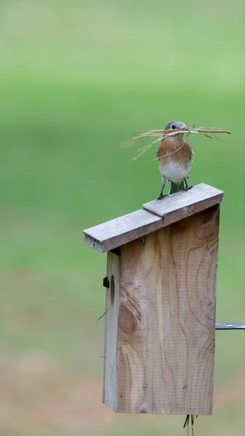 Birdhouses And Nesting Sites Promote Bird Activity