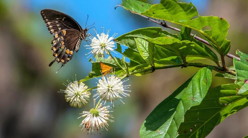 Birds And Beneficial Insects Make The Yard More Balanced Birds And Beneficial Insects Make The Yard More Balanced
