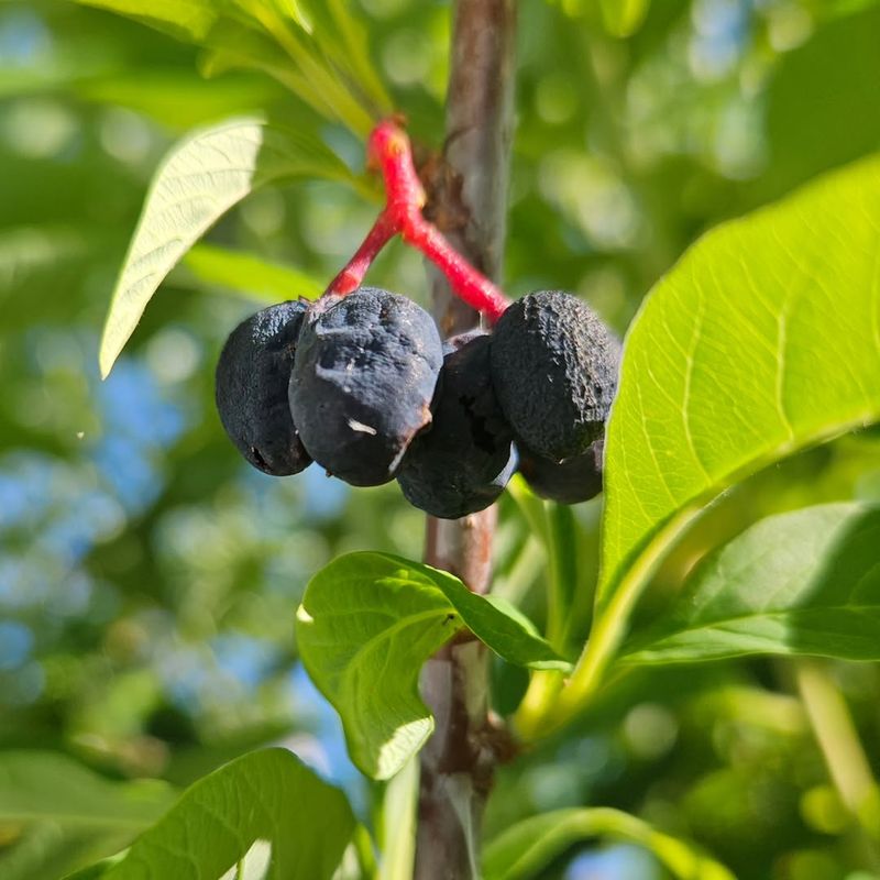 Birds Appreciate The Small Summer Fruits Birds Appreciate The Small Summer Fruits