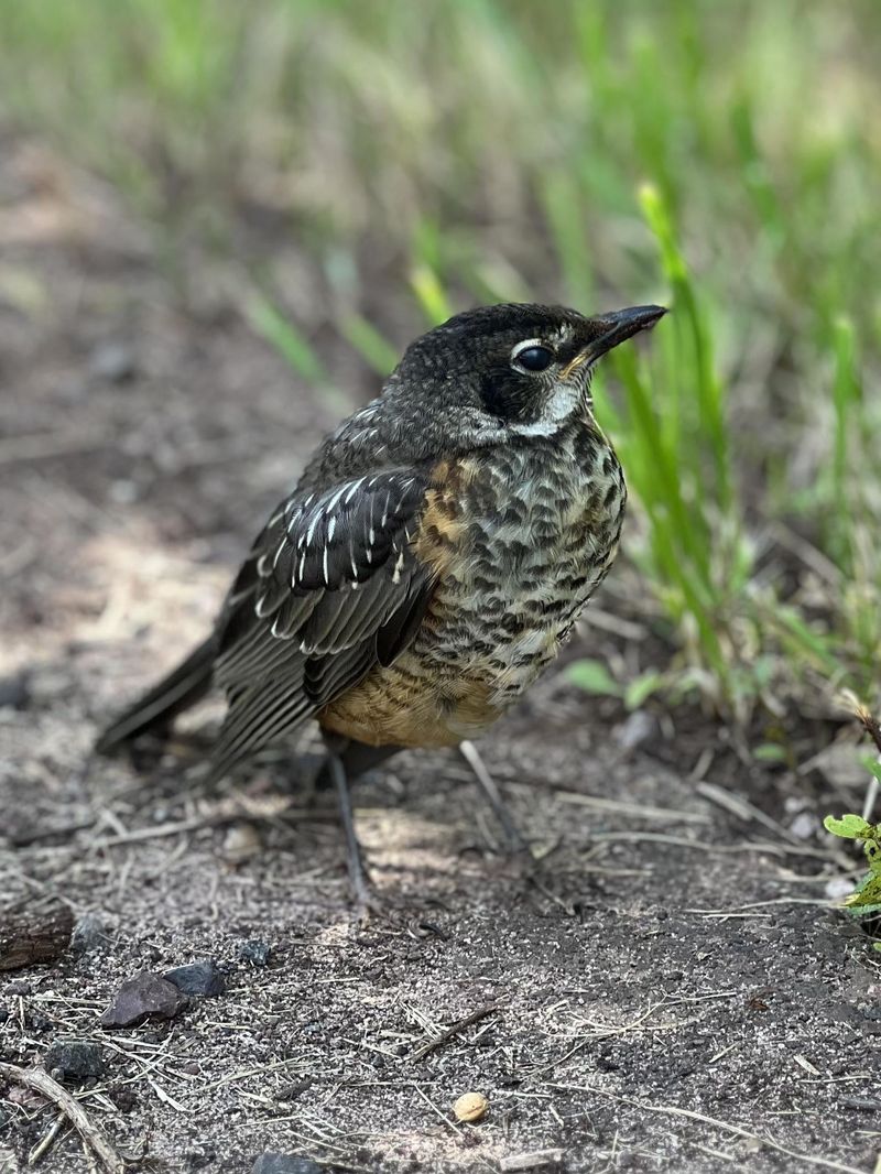 Birds Are Digging Around In Your Grass