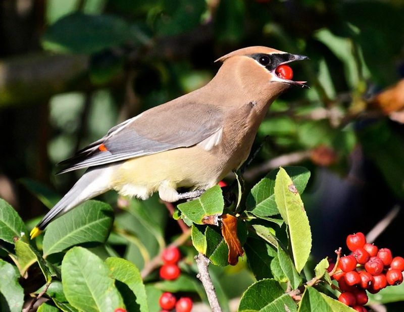 Birds Benefit From The Fruit