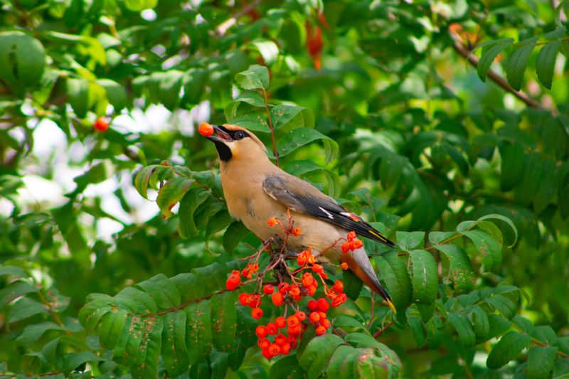 Birds Eat The Berries With No Ill Effects Birds Eat The Berries With No Ill Effects