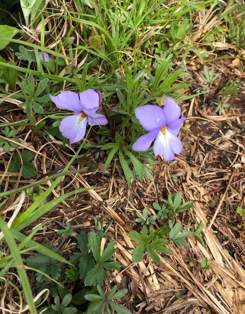 Bird's Foot Violet Brightens Well-Drained Edges Bird's Foot Violet Brightens Well-Drained Edges