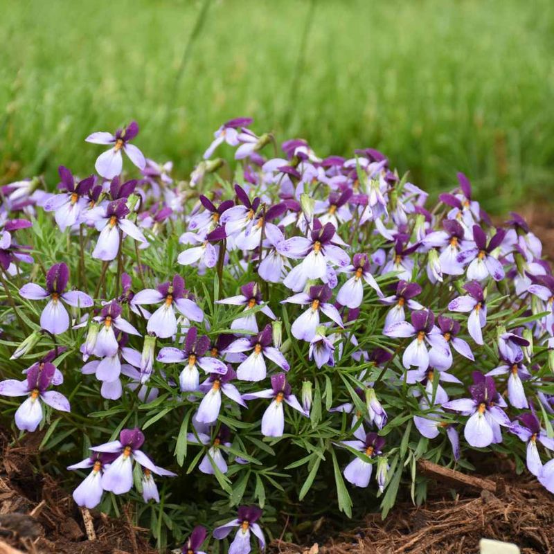 Bird's Foot Violet Brings Color To Dry Spots