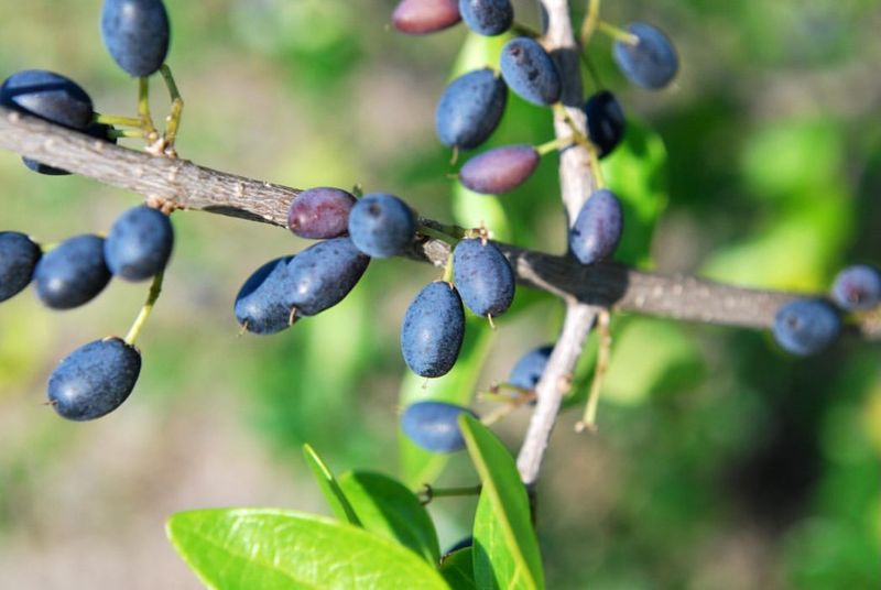 Birds Get More Value From It Than A Clipped Ficus Wall