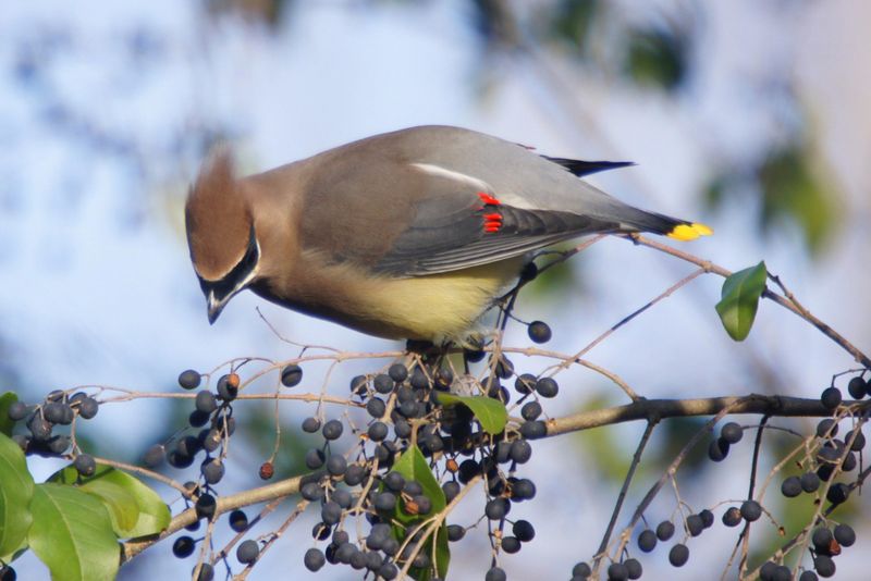 Birds Help Carry The Seeds Into New Areas