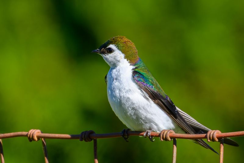 Birds Help Most When Paired With Smart Yard Maintenance