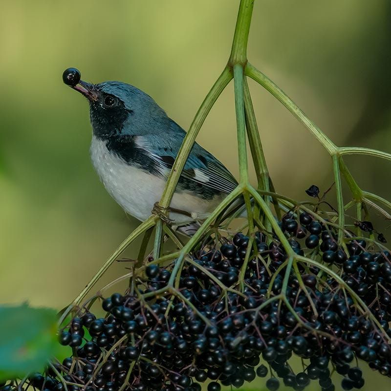 Birds May Notice The Berries First