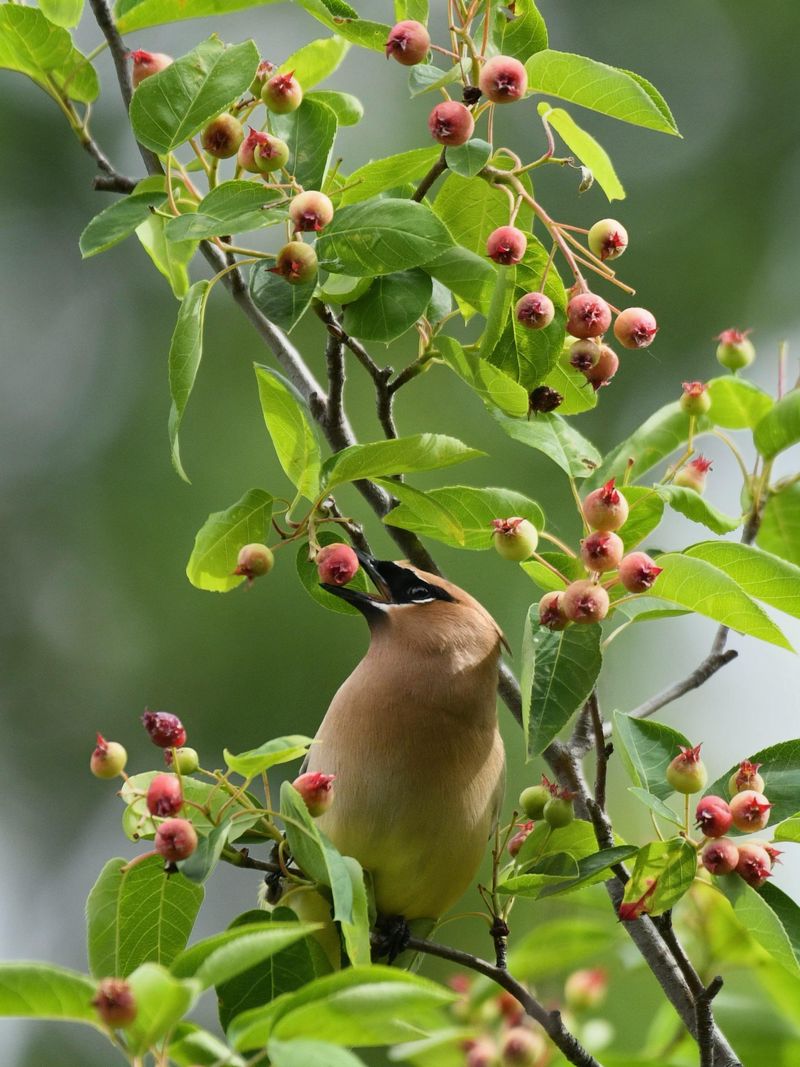 Birds May Reach The Berries First