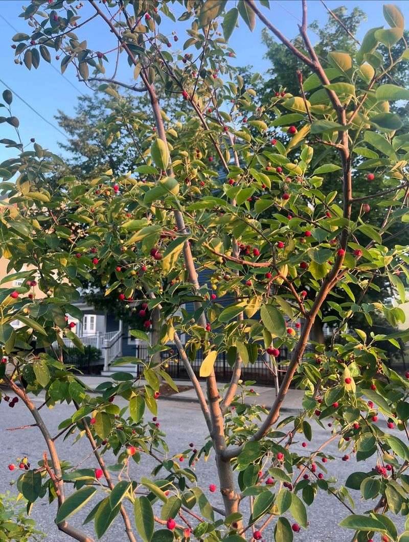 Birds Notice The Summer Berries