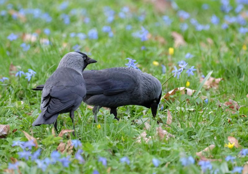 Birds Pecking Aggressively At Concentrated Lawn Areas Birds Pecking Aggressively At Concentrated Lawn Areas