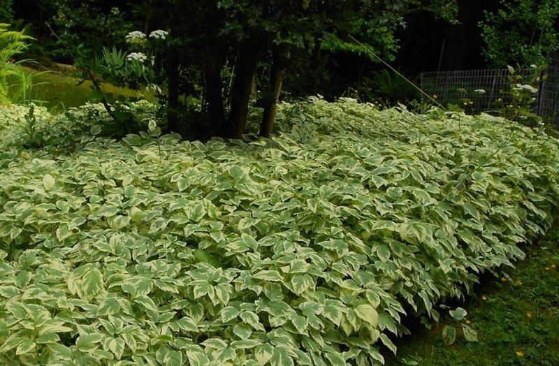 Bishop's Weed Becomes A Variegated Nightmare Bishop's Weed Becomes A Variegated Nightmare