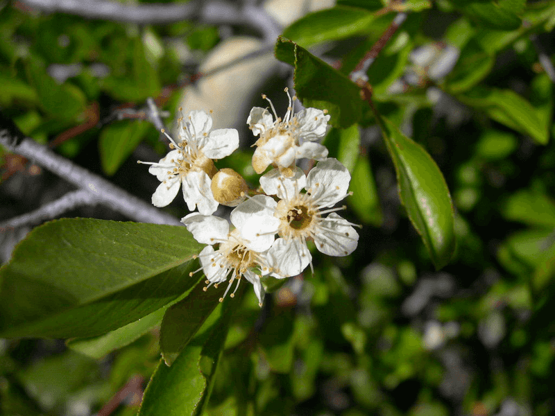 Bitter Cherry Can Form Thickets From Spreading Roots