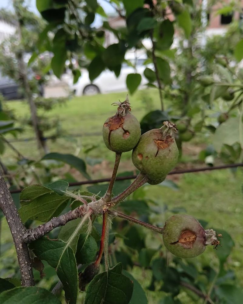 Bitter Rot Often Appears During Warm Wet Weather Bitter Rot Often Appears During Warm Wet Weather
