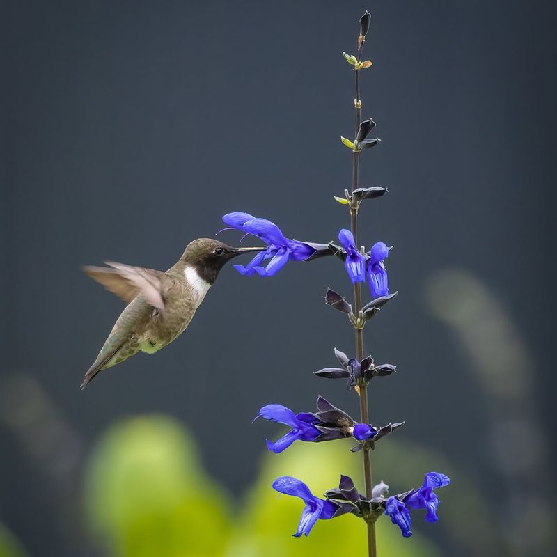 Black And Blue Salvia