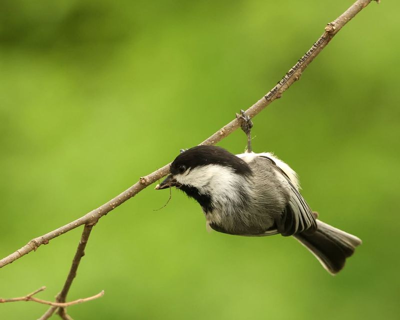 Black-Capped Chickadees Call Their Name From Trees