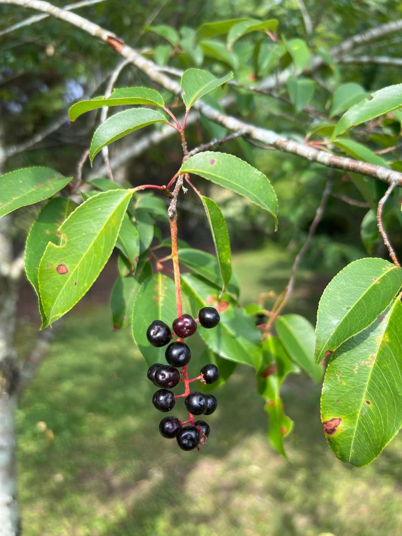 Black Cherry Black Cherry
