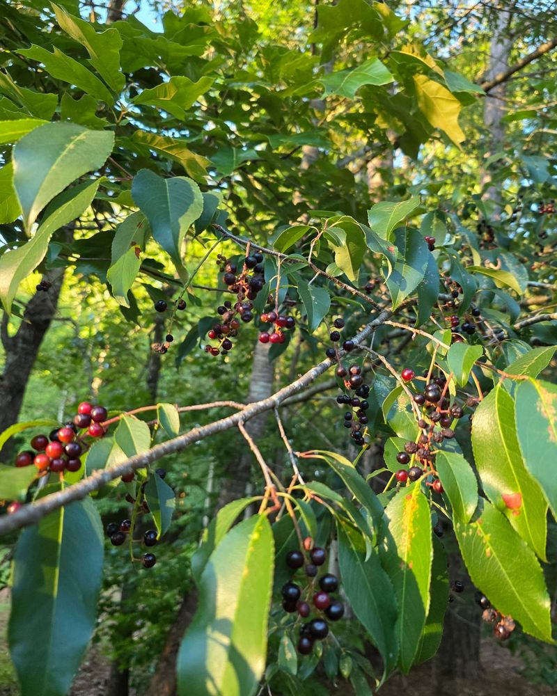 Black Cherry Attracts Important Food Sources Black Cherry Attracts Important Food Sources