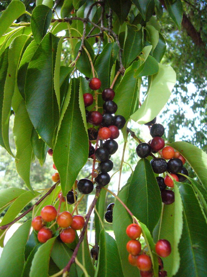 Black Cherry Draws Birds With Fruit And Caterpillars