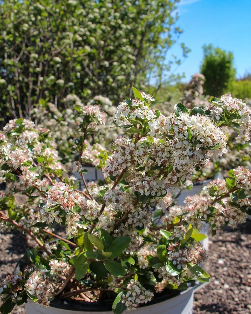 Black Chokeberry 