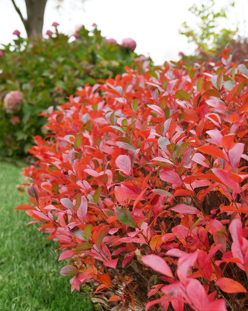 Black Chokeberry Adds Fall Color