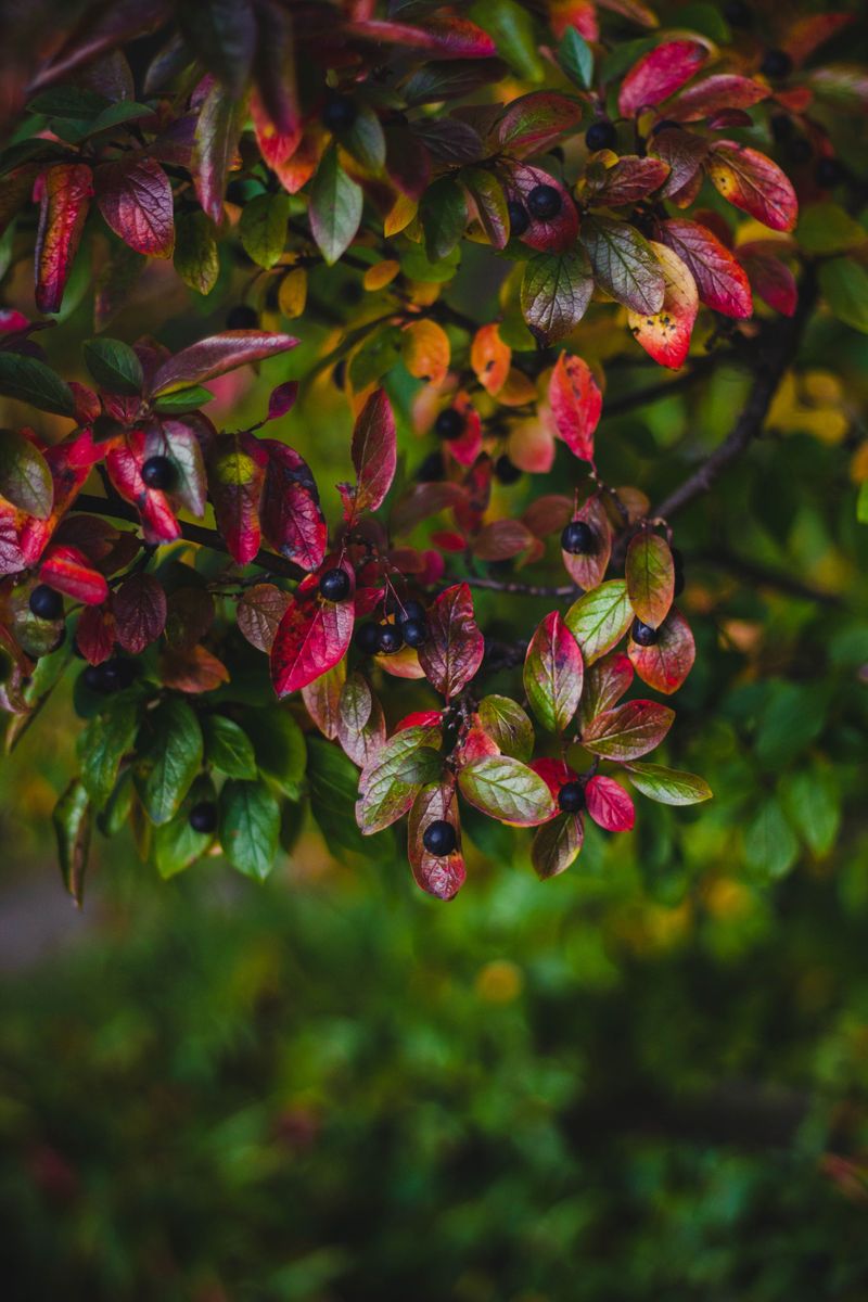 Black Chokeberry (Aronia Melanocarpa)