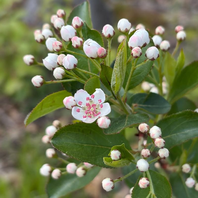 Black Chokeberry Brings Spring Flowers