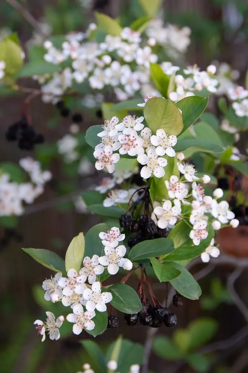 Black Chokeberry Fits Smaller Beds