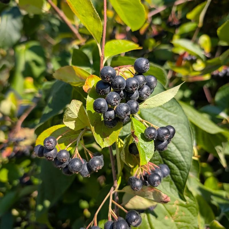 Black Chokeberry – Aronia Melanocarpa, Michigan's Best-Kept Secret Black Chokeberry – Aronia Melanocarpa, Michigan's Best-Kept Secret