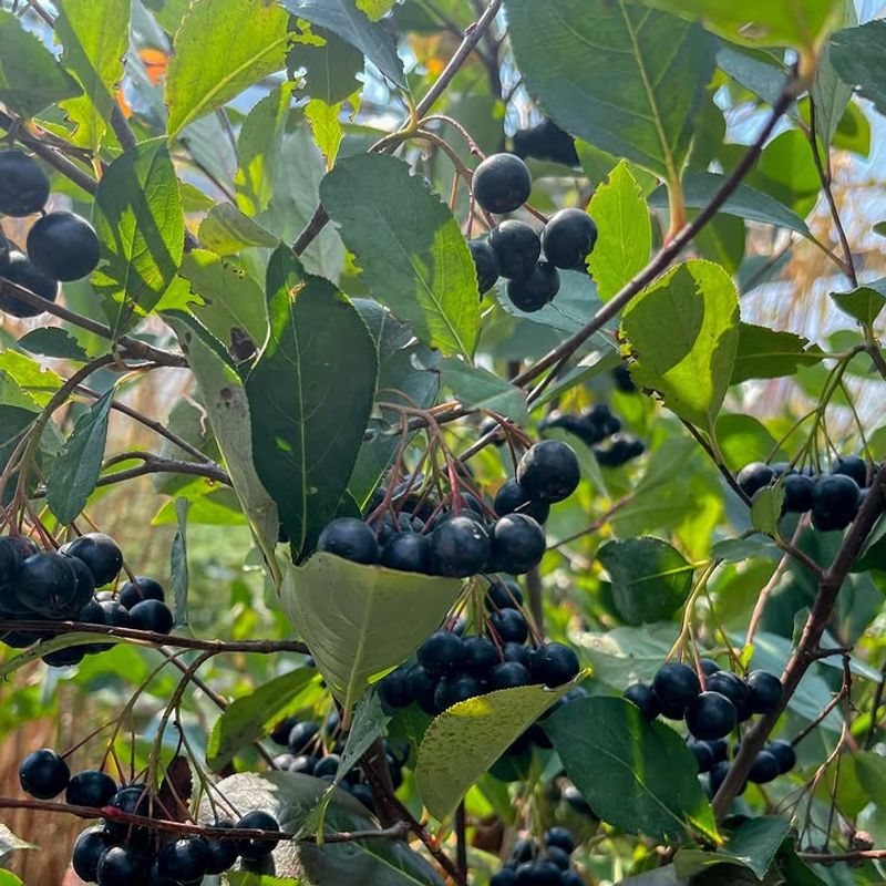 Black Chokeberry