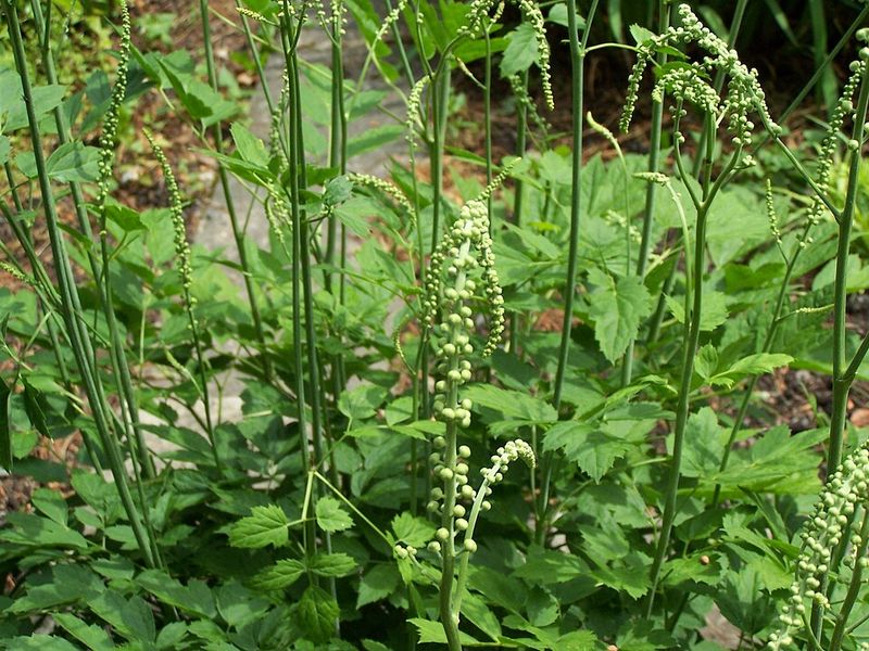 Black Cohosh Sends Tall White Spires Through Summer Shade