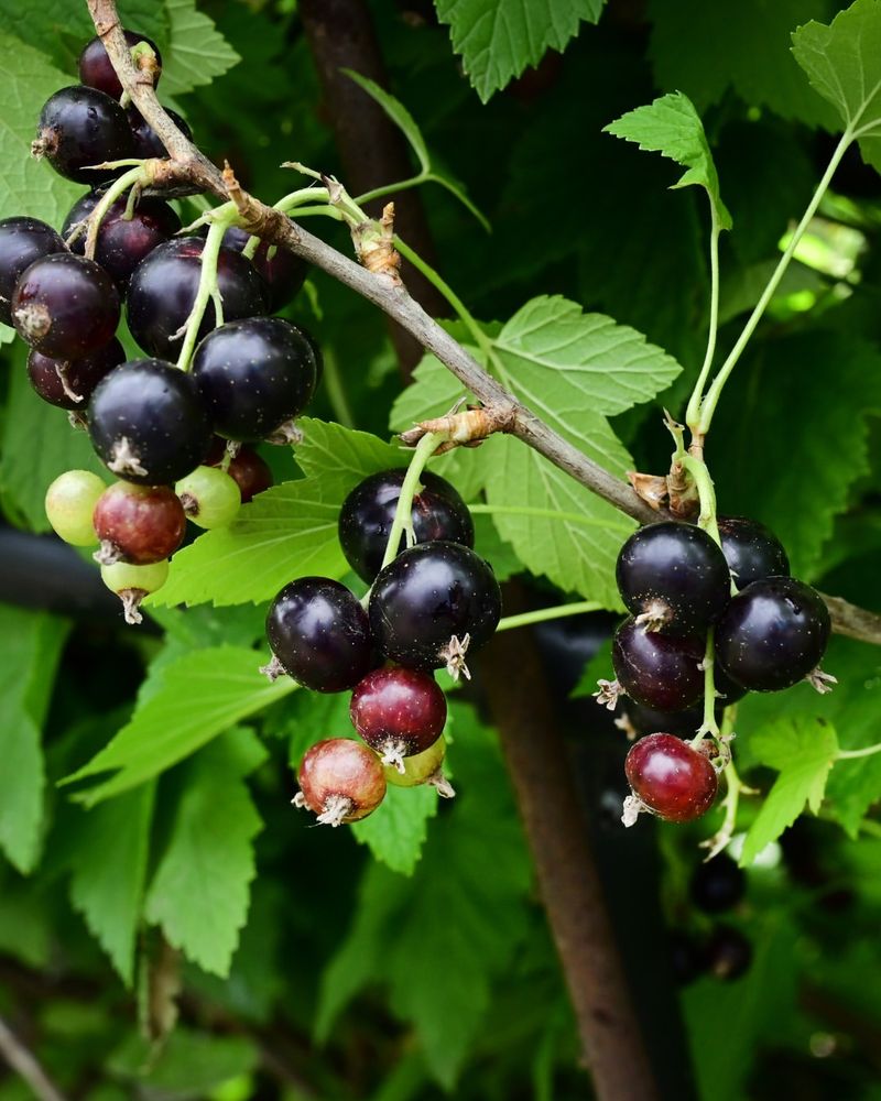 Black Currants Handle Cool Oregon Weather Black Currants Handle Cool Oregon Weather