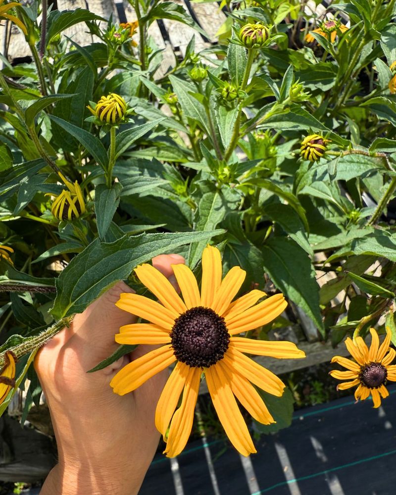Black-Eyed Susan Black-Eyed Susan