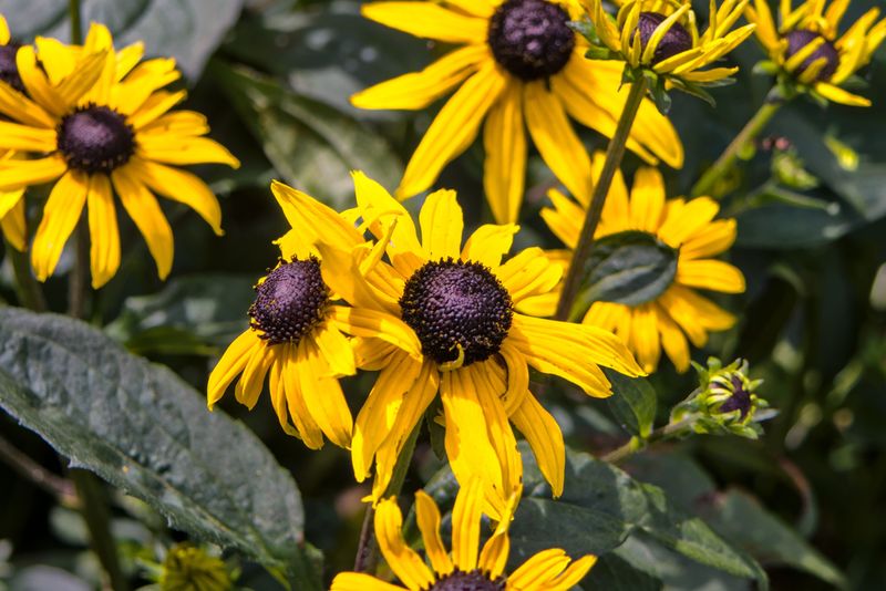 Black-Eyed Susan