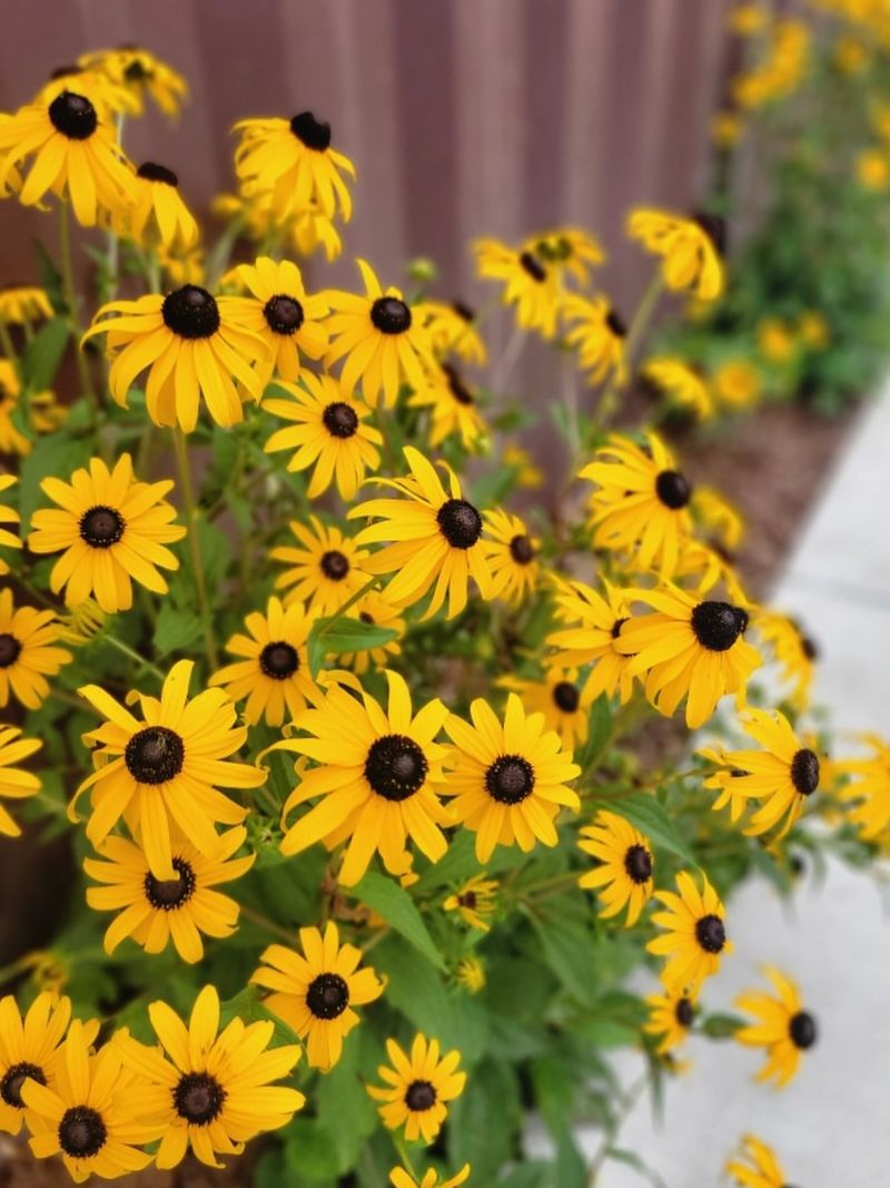 Black-Eyed Susan Black-Eyed Susan