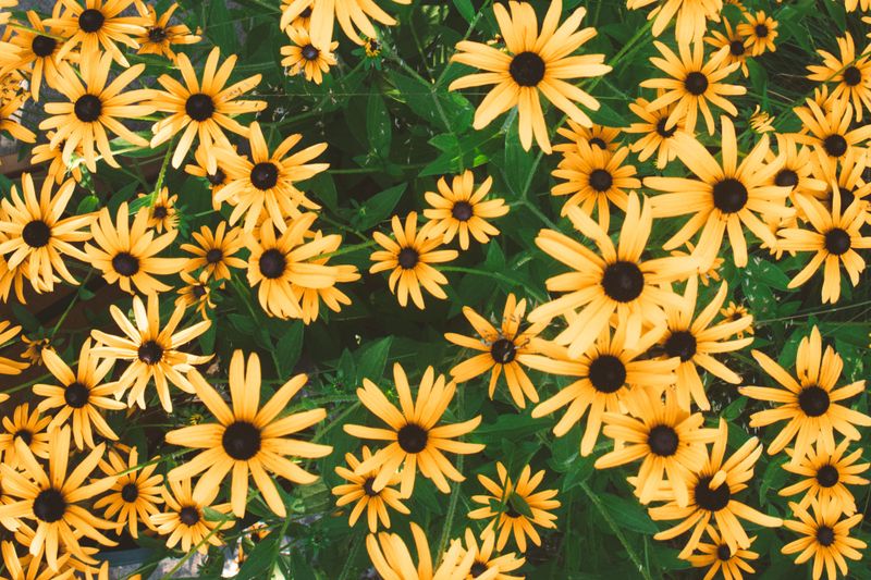 Black-Eyed Susan Black-Eyed Susan
