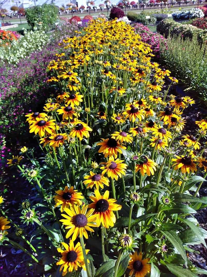Black-Eyed Susan Black-Eyed Susan