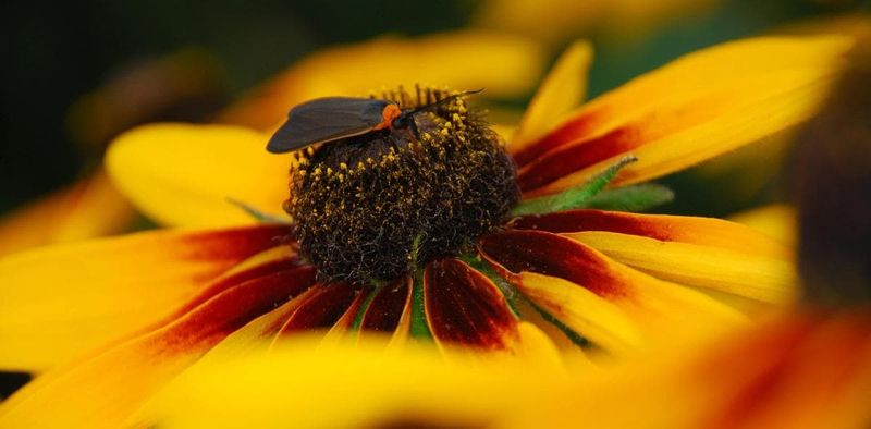 Black-Eyed Susan Black-Eyed Susan