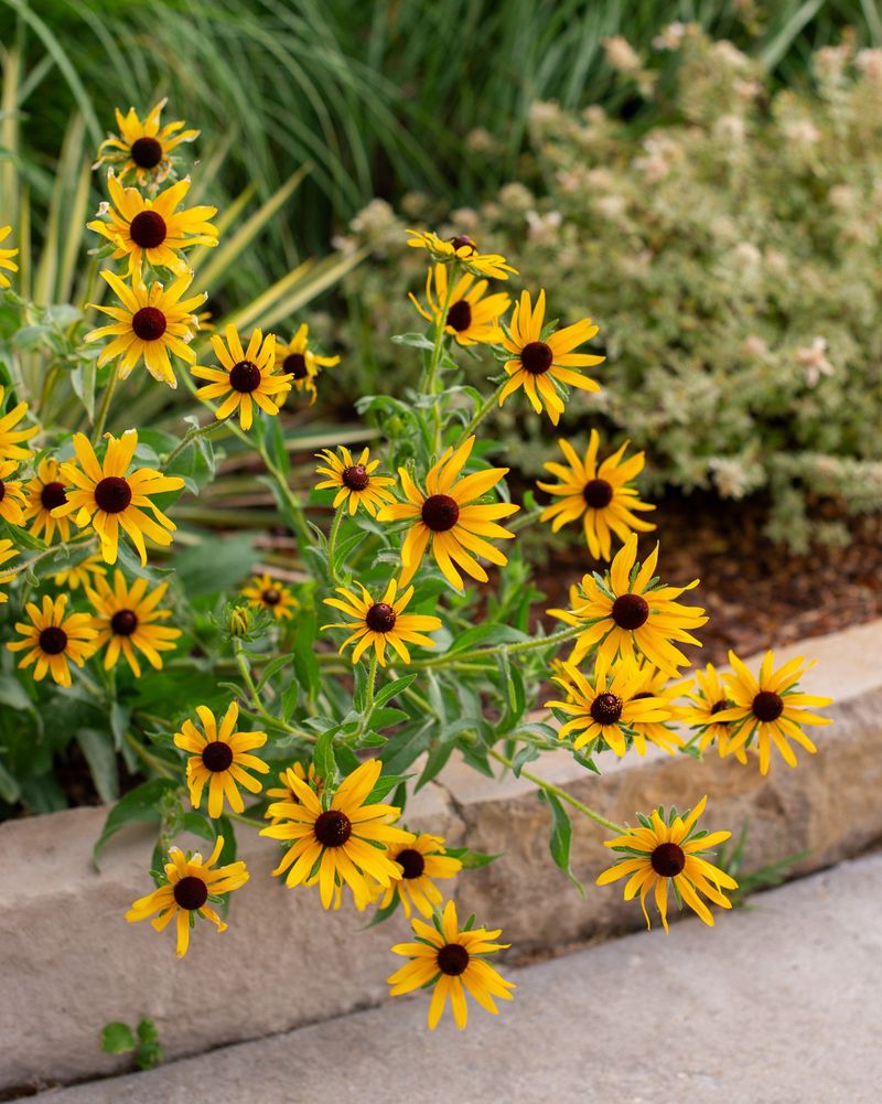 Black-Eyed Susan 