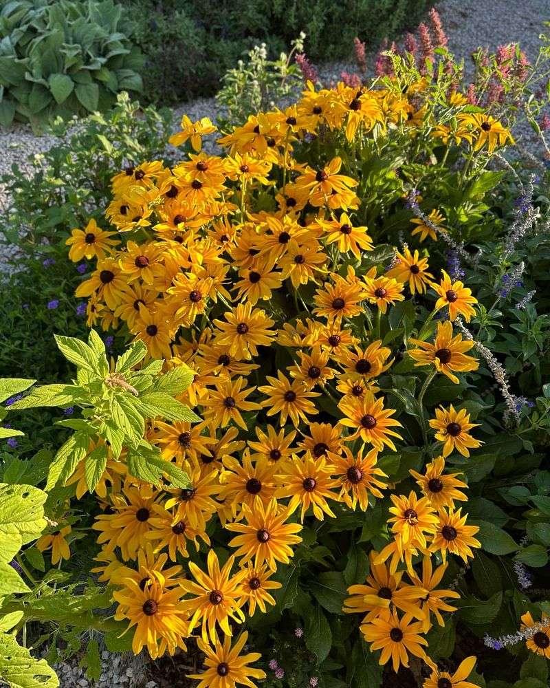 Black-Eyed Susan 