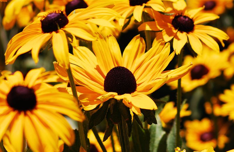 Black-Eyed Susan